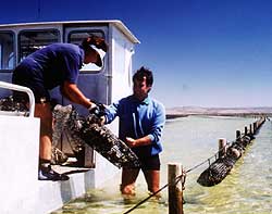 deploying bags on the adjustable long line system