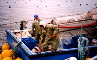 mussel operation